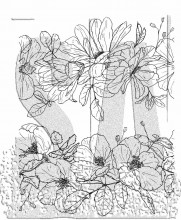 Tim Holtz® Stampers Anonymous Cling Mount Sets -- Floral Trims CMS461