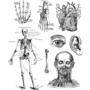 Tim Holtz® Stampers Anonymous Cling Mount Sets -- Cadaverous CMS378