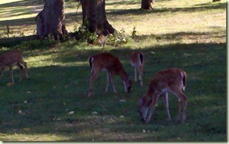 2011-10-03_15-31-28_762