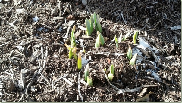 daffodils