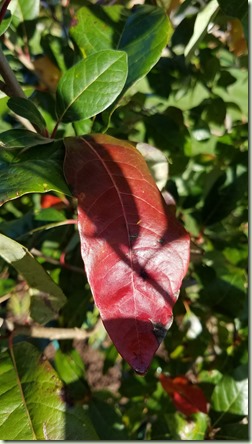 20171026_103808_resized