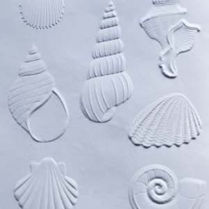 Memory Box Dazzling Seashells 3D Embossing Folder and Matching Dies EF1029