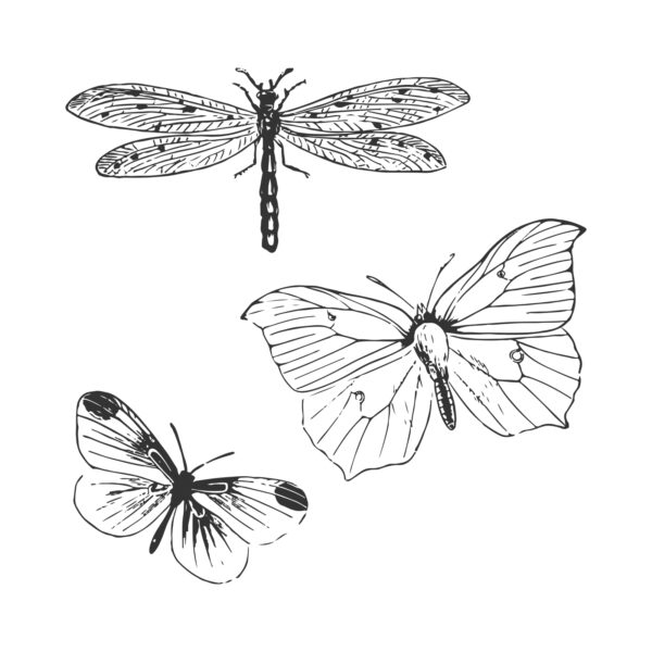 Sizzix® Framelits® Die Set 3PK w/3PK Stamps - Engraved Wings by 49 and Market - Image 3