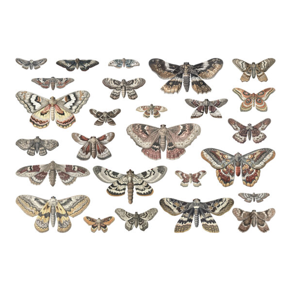 Tim Holtz® Idea-ology™ Paperie - 2024 Halloween Transparencies, Moths - Image 3