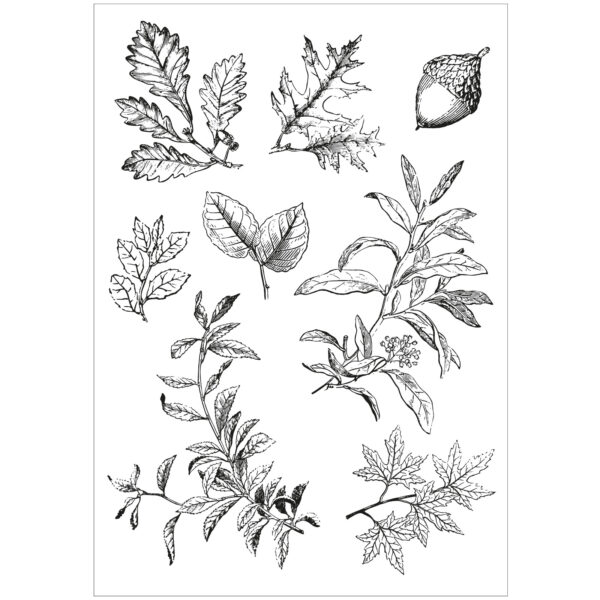 Sizzix A5 Clear Stamps 8PK w/8PK Framelits Die - Forever Leaves by 49 and Market - Image 3